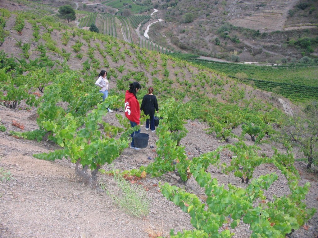 Clos Dominic
